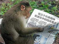 猴子搞笑图片,搞笑猴子图片集锦，欢乐瞬间尽收眼底